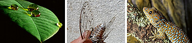 Bio-inspirierte Materialentwicklungen