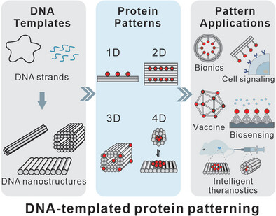 Recent Advances in DNA-Templated Protein Patterning