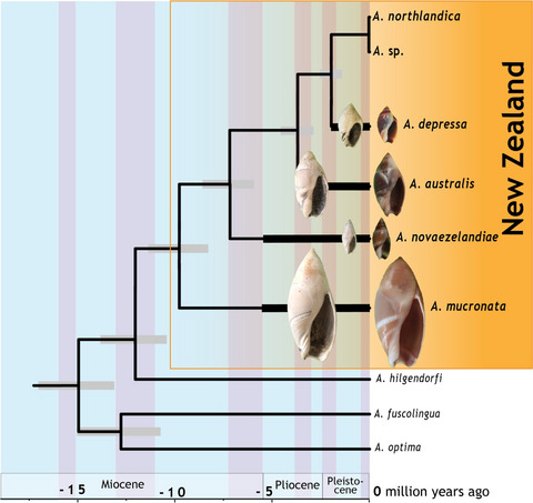 Phylogenetic topology and timing of New Zealand olive shells are consistent with punctuated equilibrium