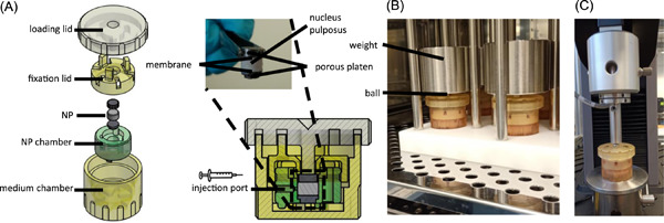 A bovine nucleus pulposus explant culture model