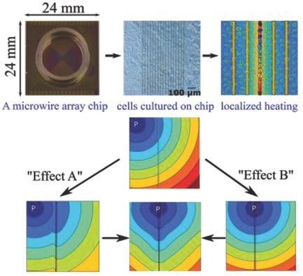 Chip-Based Heat Stimulation for Modulating Signal Propagation in HL-1 Cell Networks