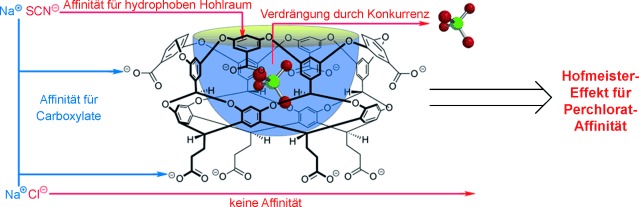 Anion Complexation and The Hofmeister Effect