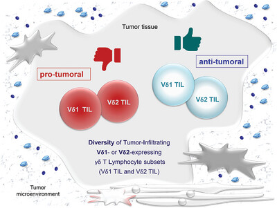 Function and Spatial Organization of Tumor-Invasive Human γδ T Cells—What Do We Know?