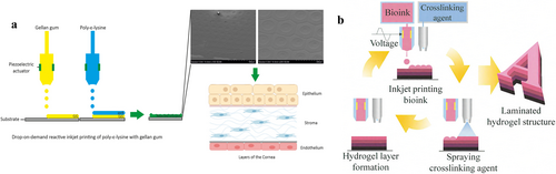Details are in the caption following the image Details are in the caption following the image