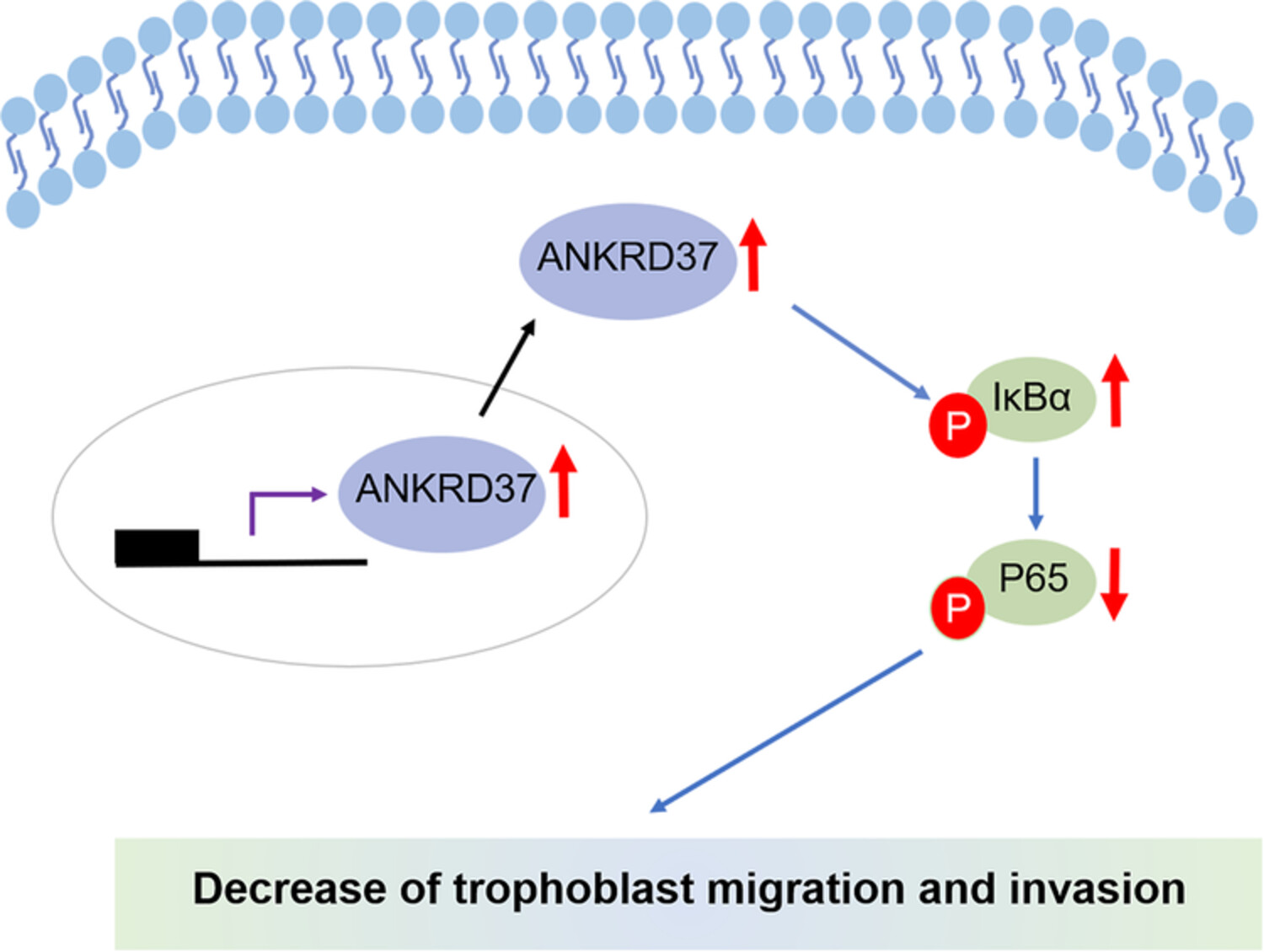 ANKRD37 inhibits trophoblast migration and invasion by regulating the NF-κB pathway in preeclampsia