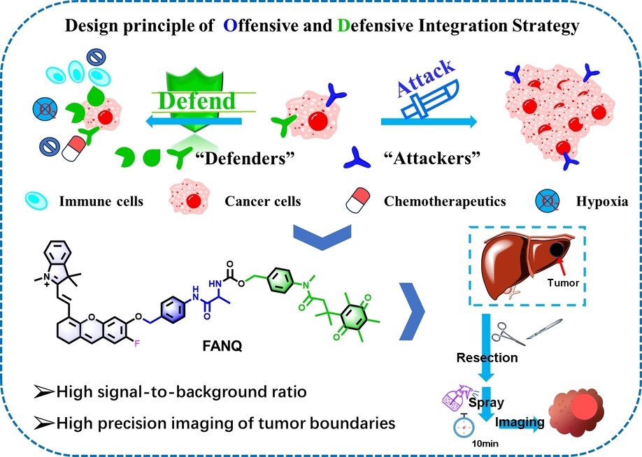 Dual-Locked Fluorescent Probes Activated by Aminopeptidase N and the Tumor Redox Environment for High-Precision Imaging of Tumor Boundaries
