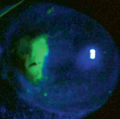 Details are in the caption following the image