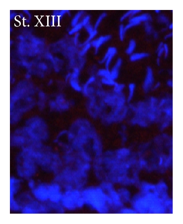 Details are in the caption following the image