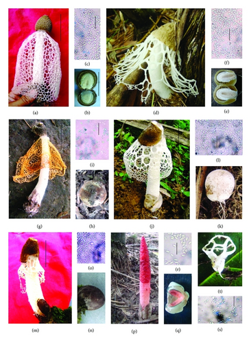 Details are in the caption following the image Details are in the caption following the image