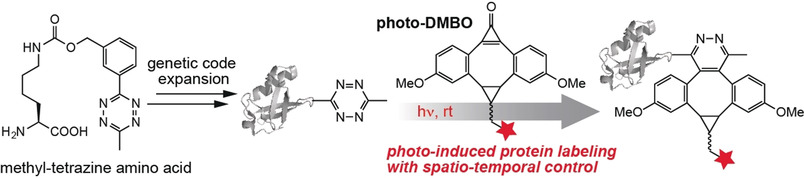 Photo-induced and Rapid Labeling of Tetrazine-Bearing Proteins via Cyclopropenone-Caged Bicyclononynes