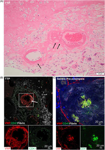 Details are in the caption following the image Details are in the caption following the image