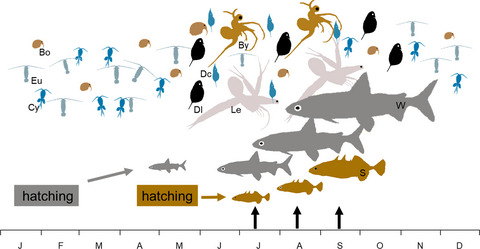 Can young-of-the-year invasive fish keep up with young-of-the-year native fish? A comparison of feeding rates between invasive sticklebacks and whitefish