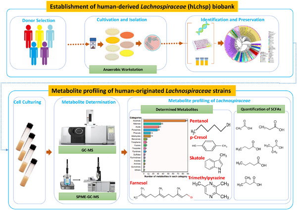 Metabolite profiling of human-originated Lachnospiraceae at the strain level
