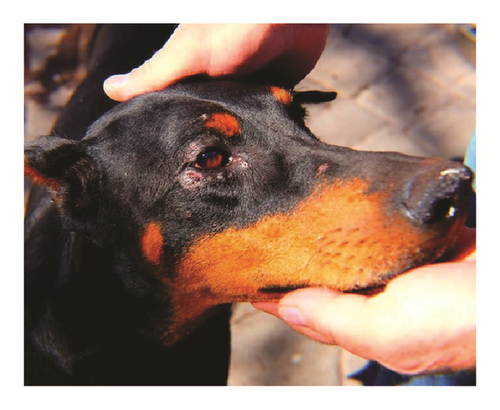 Details are in the caption following the image Details are in the caption following the image