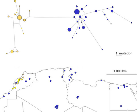 Phylogeography and ecological niche modeling unravel the evolutionary history of the African green toad, Bufotes boulengeri boulengeri (Amphibia: Bufonidae), through the Quaternary