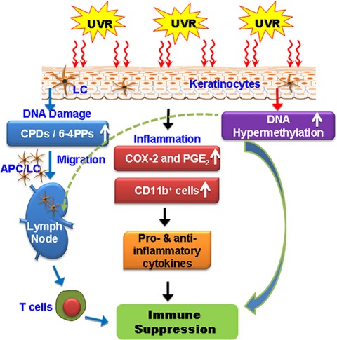 Crosstalk Among UV-Induced Inflammatory Mediators, DNA Damage and Epigenetic Regulators Facilitates Suppression of the Immune System