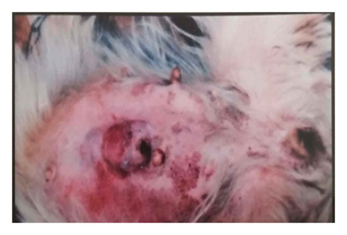Details are in the caption following the image Details are in the caption following the image