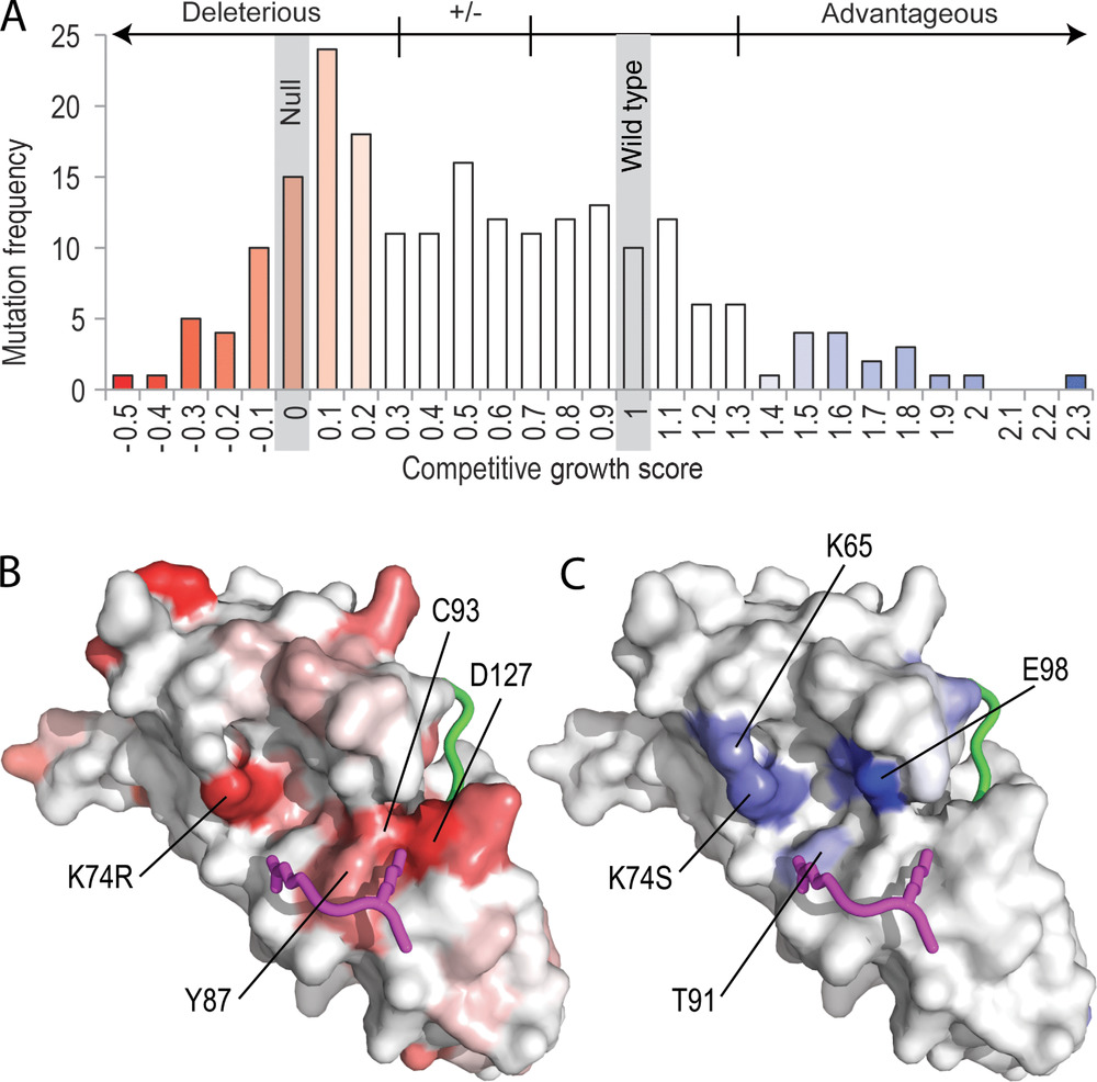 Assessing predictions of fitness effects of missense mutations in SUMO-conjugating enzyme UBE2I