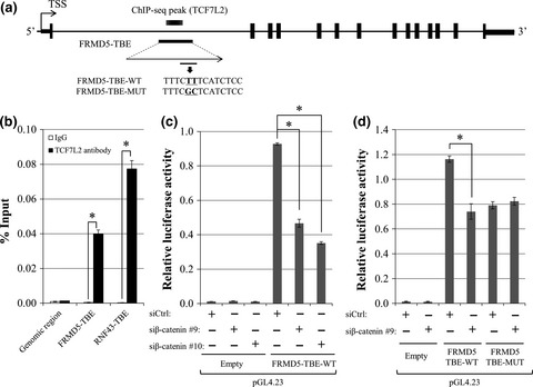 Identification of FERM domain-containing protein 5 as a novel target of β-catenin/TCF7L2 complex