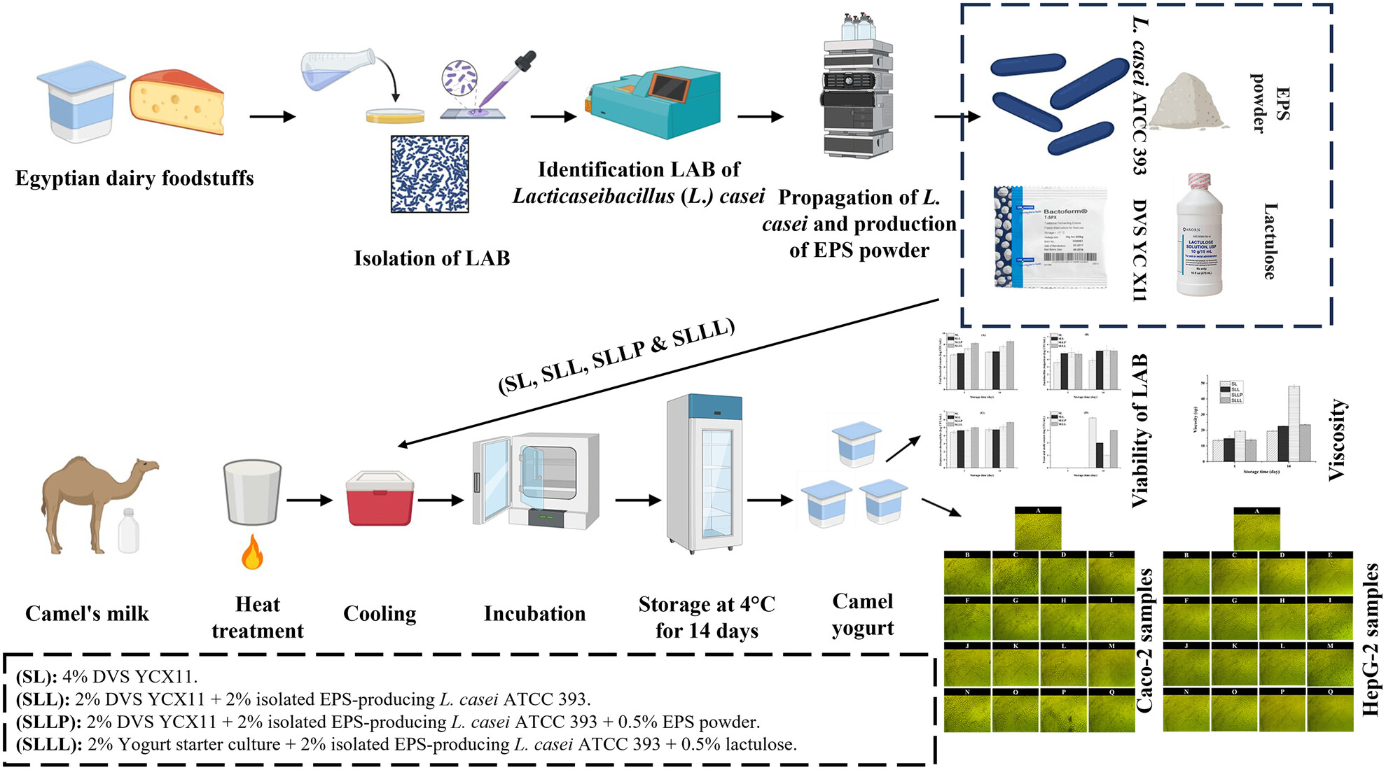 Utilisation of Lacticaseibacillus casei ATCC 393-derived exopolysaccharide for camel milk yoghurt production and its potential anticancer and hepatoprotective properties