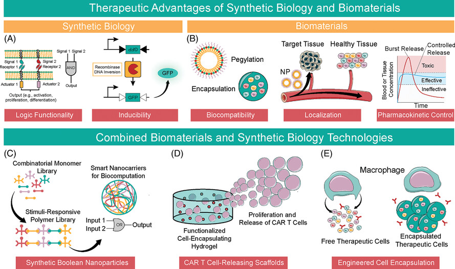 Boolean logic in synthetic biology and biomaterials: Towards living materials in mammalian cell therapeutics