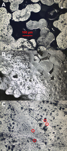 Details are in the caption following the image Details are in the caption following the image