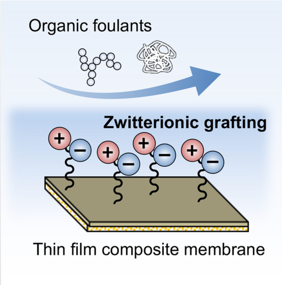 Zwitterion grafted forward osmosis membranes with superwetting property via atom transfer radical polymerization