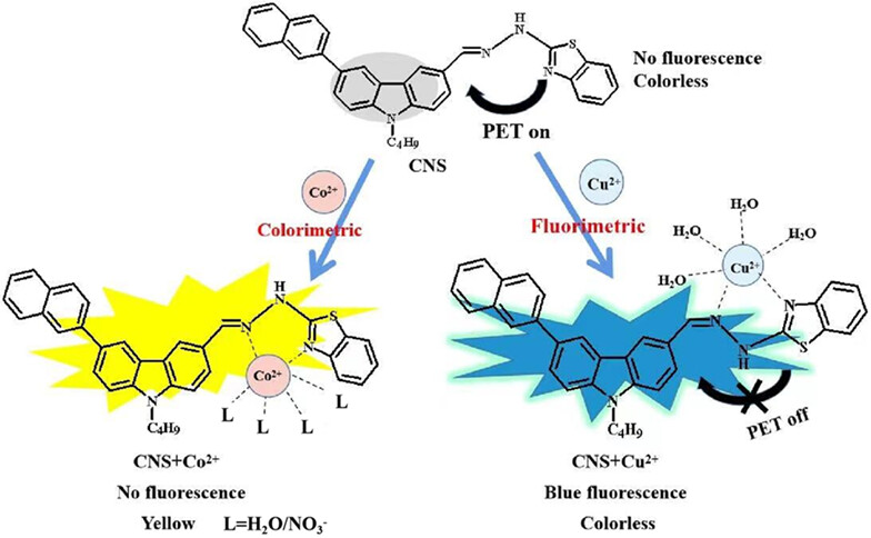 Carbazole-based dual-functional chemosensor: Colorimetric sensor for Co2+ and fluorescent sensor for Cu2+ and its application