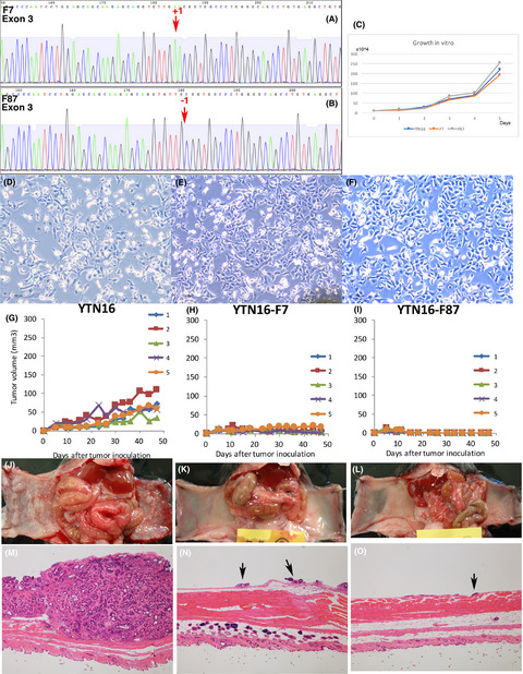 Established gastric cancer cell lines transplantable into C57BL/6 mice show fibroblast growth factor receptor 4 promotion of tumor growth