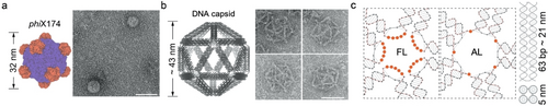Details are in the caption following the image
