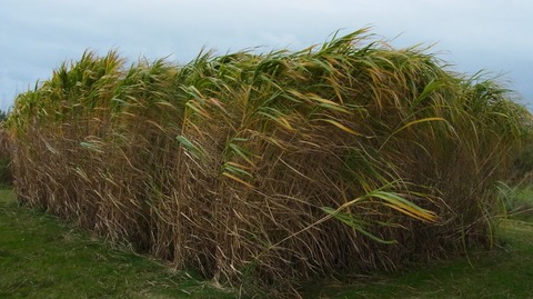 Could Miscanthus replace maize as the preferred substrate for anaerobic digestion in the United Kingdom? Future breeding strategies