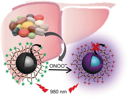 Real-Time In Vivo Hepatotoxicity Monitoring through Chromophore-Conjugated Photon-Upconverting Nanoprobes