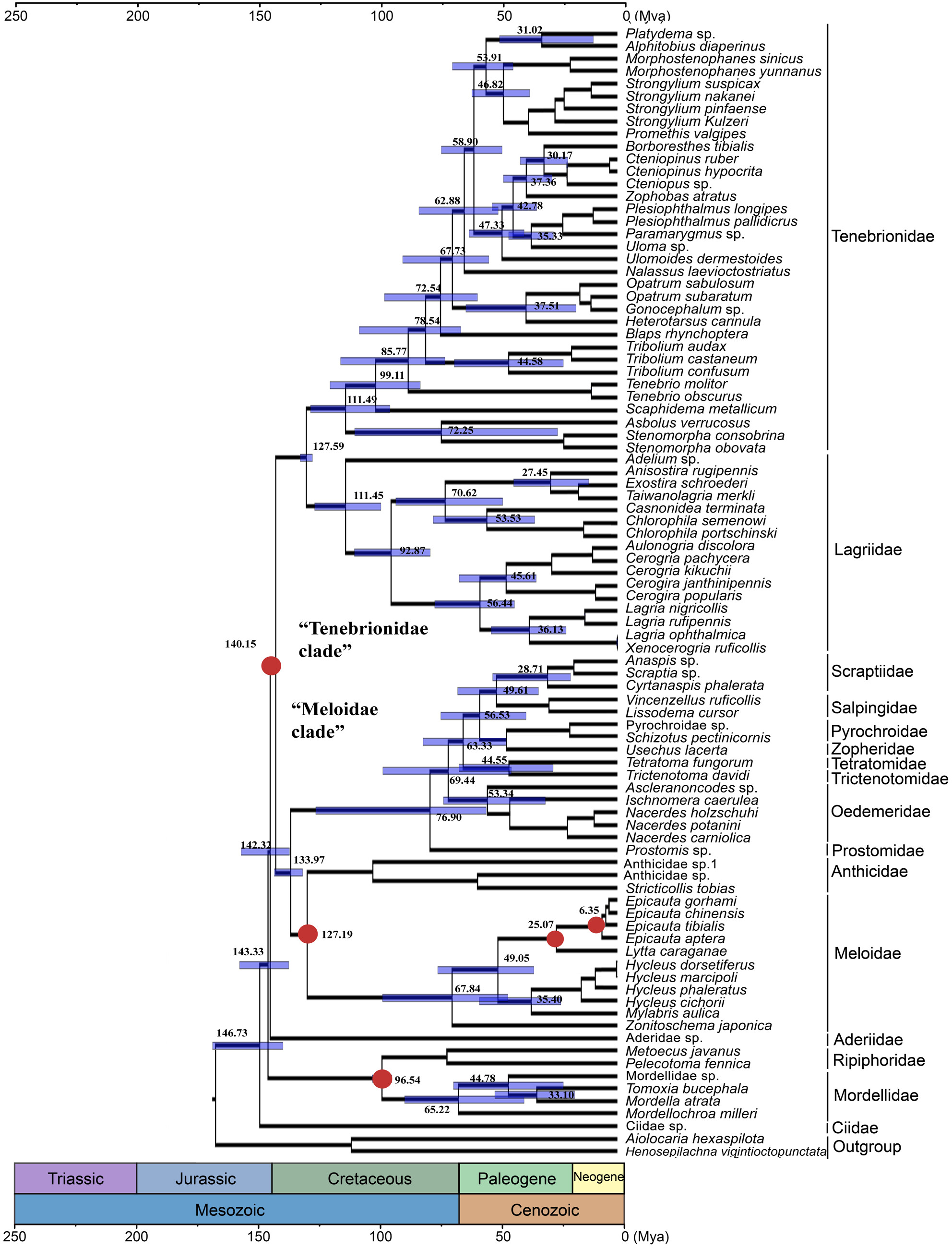 Comparative mitogenome research revealed the phylogenetics and evolution of the superfamily Tenebrionoidea (Coleoptera: Polyphage)