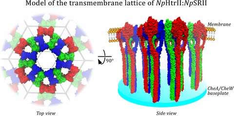 Sensory Rhodopsin I and Sensory Rhodopsin II Form Trimers of Dimers in Complex with their Cognate Transducers