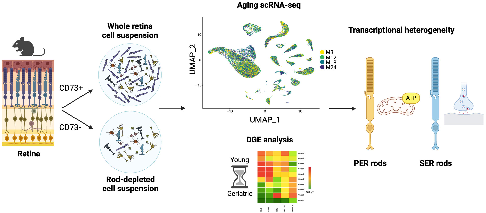 Transcriptional Heterogeneity and Differential Response of Rod Photoreceptor Pathway Uncovered by Single-Cell RNA Sequencing of the Aging Mouse Retina