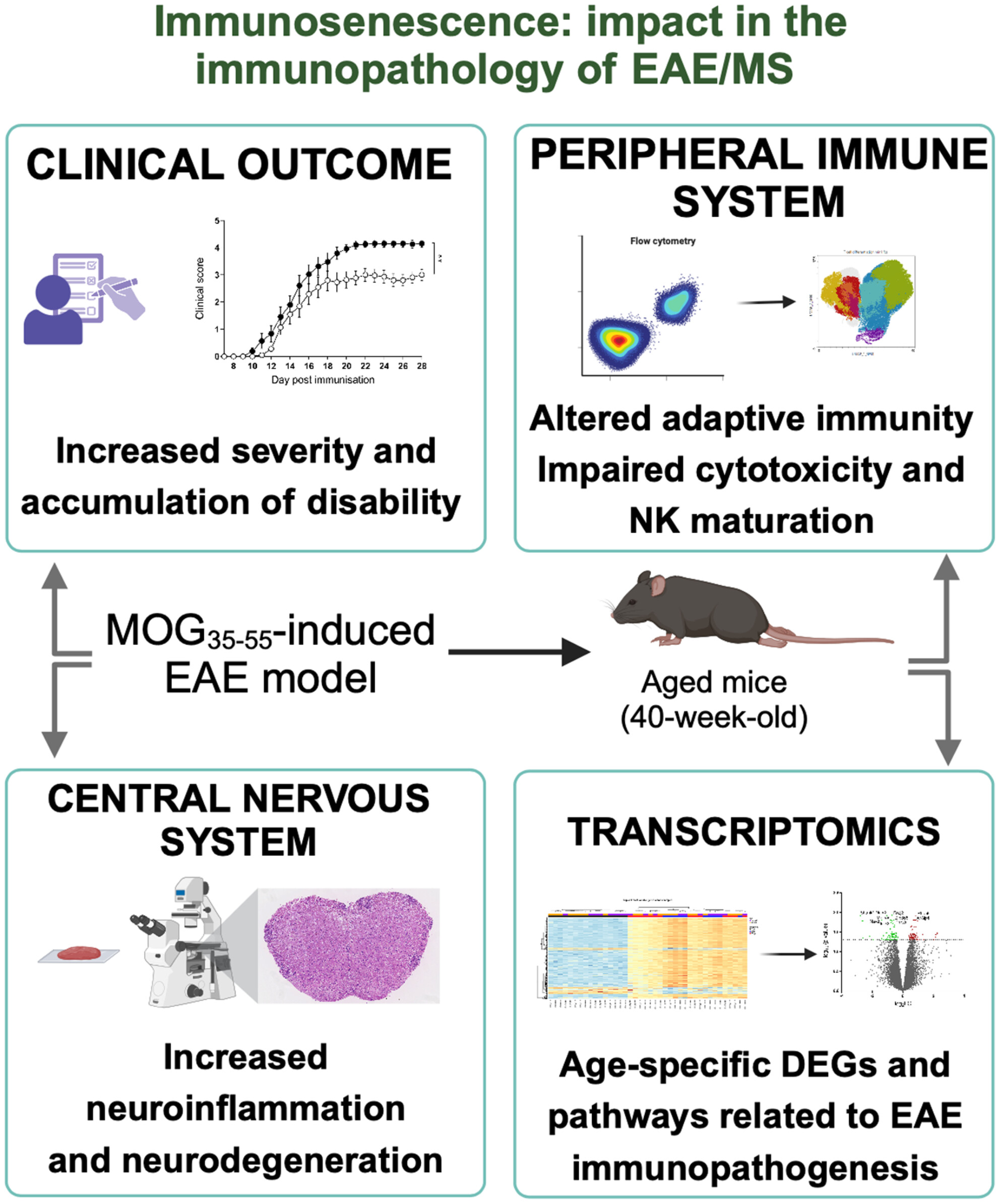 Disease Aggravation With Age in an Experimental Model of Multiple Sclerosis: Role of Immunosenescence