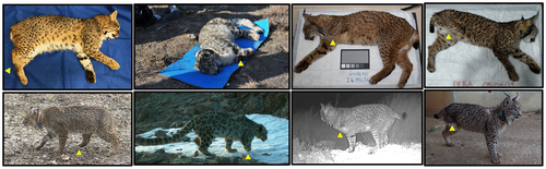 Details are in the caption following the image Details are in the caption following the image