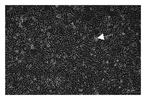 Details are in the caption following the image