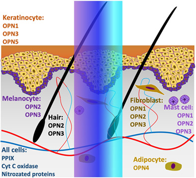 Highlighting nuances of blue light phototherapy: Mechanisms and safety considerations
