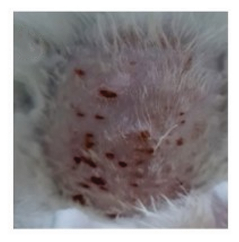 Details are in the caption following the image
