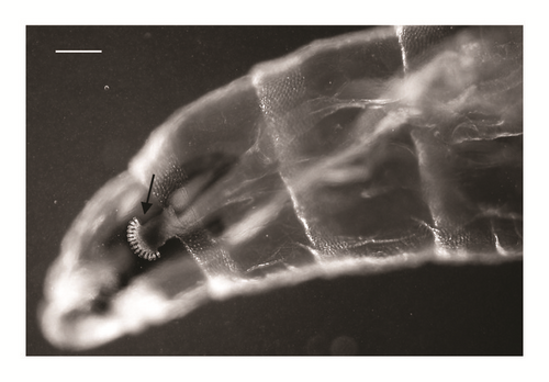Details are in the caption following the image