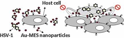 Inhibition of HSV-1 Attachment, Entry, and Cell-to-Cell Spread by Functionalized Multivalent Gold Nanoparticles