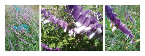Details are in the caption following the image