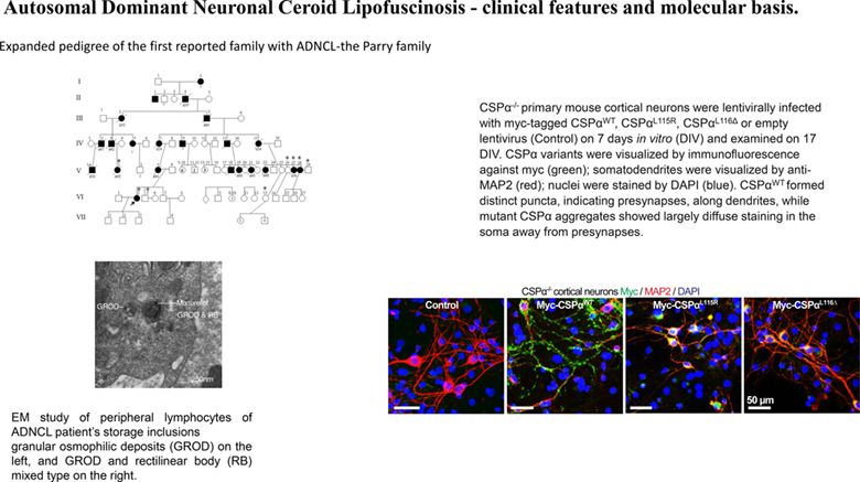 Autosomal dominant neuronal ceroid lipofuscinosis: Clinical features and molecular basis