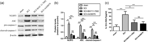 Inhibition of NLRP3 inflammasome attenuates spinal cord injury-induced lung injury in mice