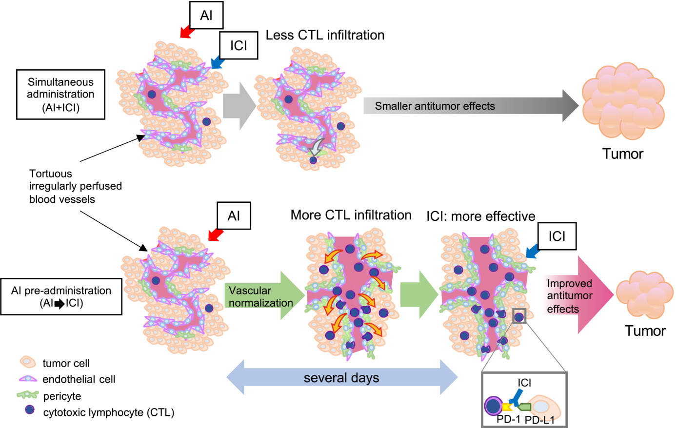 Angiogenic inhibitor pre-administration improves the therapeutic effects of immunotherapy