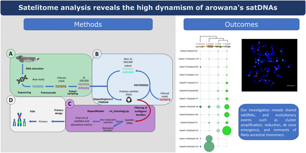 Comparative Satellitomics in Arowanas (Telostei, Osteoglossiformes) Sheds Light on the Evolution of Ancient Satellite DNAs Issue ,