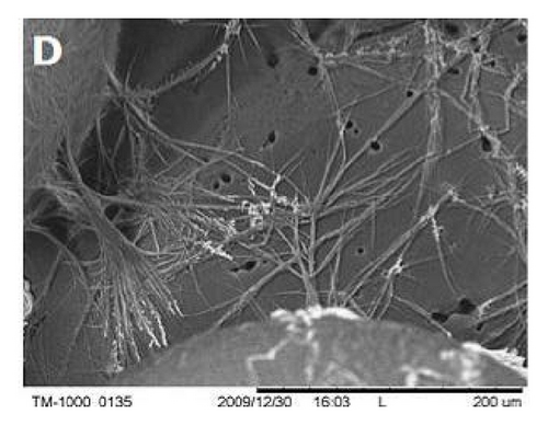 Details are in the caption following the image