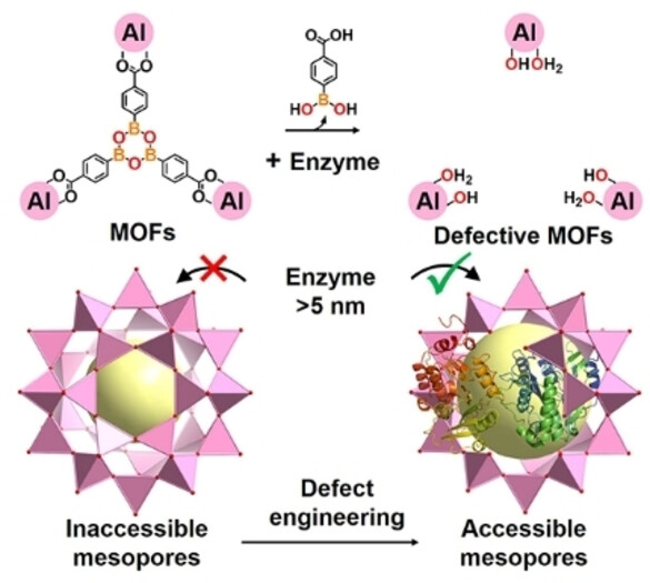 Unlocking of Hidden Mesopores for Enzyme Encapsulation by Dynamic Linkers in Stable Metal-Organic Frameworks
