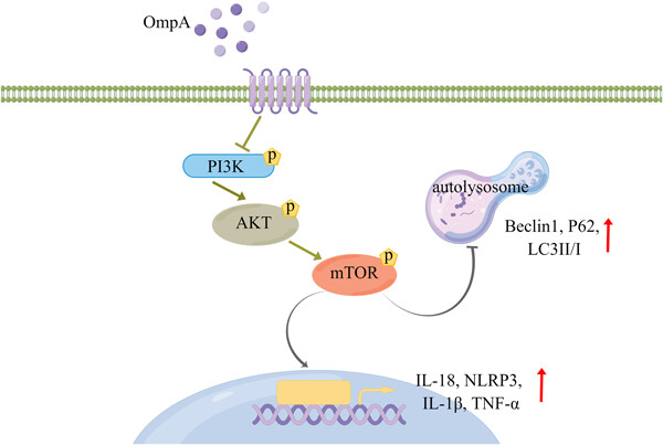 Acinetobacter baumannii outer membrane protein A induces autophagy in bone marrow-derived dendritic cells involving the PI3K/mTOR pathway